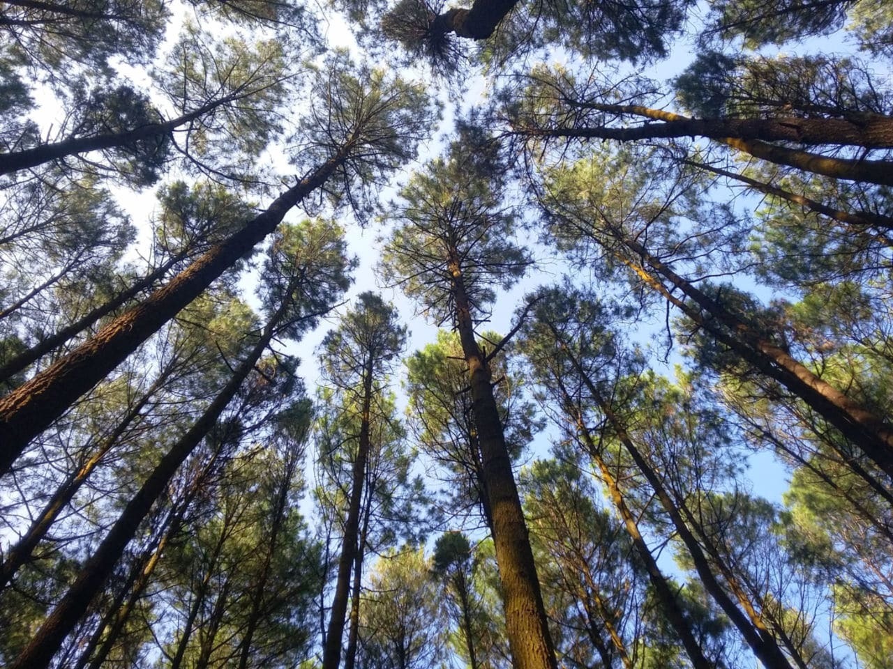 Berteduh di Rimbunnya Hutan Pinus Mangunan