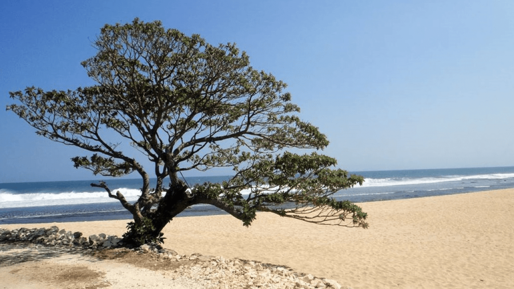 pok tunggal